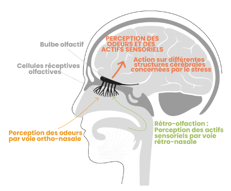 schéma perception olfactive