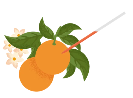 Illustration innolphae