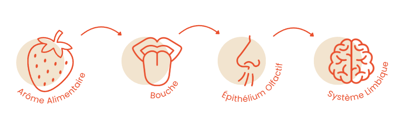 Pictogrammes : la voie rétronasale, de la bouche au système limbique