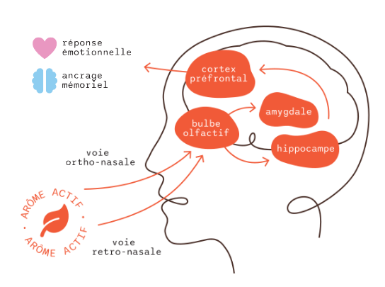 Schéma de la rétro olfaction